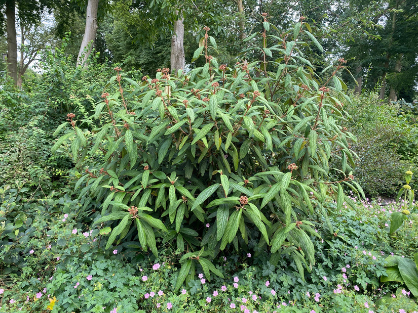 Schneeball - Viburnum Rhytidophyllum