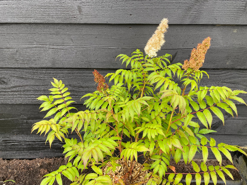 Wilde Eberesche - Sorbus aucuparia (Gewöhnliche Eberesche)