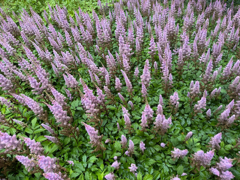 Plume Spirea (Rosa / Lila) - Astilbe chinensis 'Pumila'