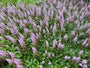 Plume Spirea (Rosa / Lila) - Astilbe chinensis 'Pumila'