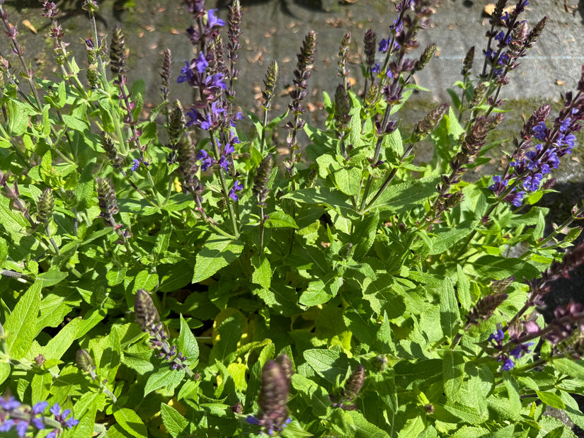 Salbei - Salvia nemerosa 'Blaukönigin'