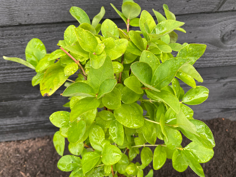 Blaubeere - Vaccinium corymbosum 'Reka'