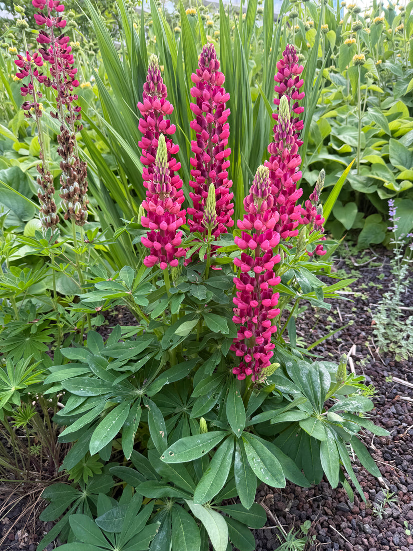 Lupine (Rosa) - Lupinus 'Gallery Pink'