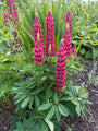 Lupine (Rosa) - Lupinus 'Gallery Pink'