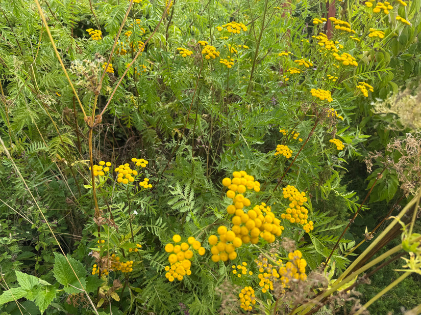 Rainfarn - Tanacetum vulgare