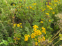 Rainfarn - Tanacetum vulgare