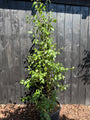 Birke - Betula Utilis 'Doorenbos'