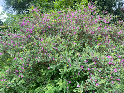 Indigopflanze - Indigofera heterantha