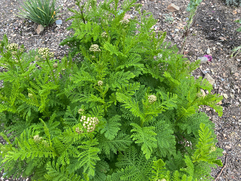 Bio-Rainfarn - Tanacetum vulgare