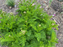 Bio-Rainfarn - Tanacetum vulgare