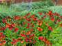 Bio-Sonnenkraut – Helenium „Moerheim Beauty“ TIPP