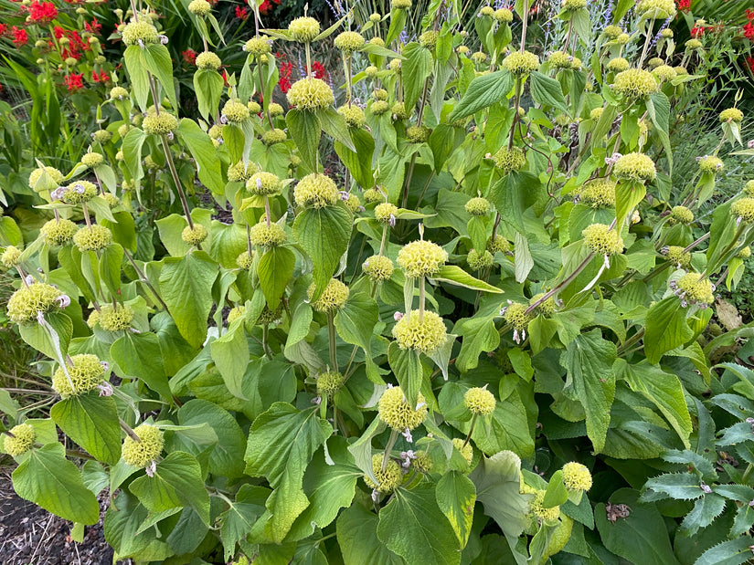 Bio-Weidenröschen - Phlomis russeliana