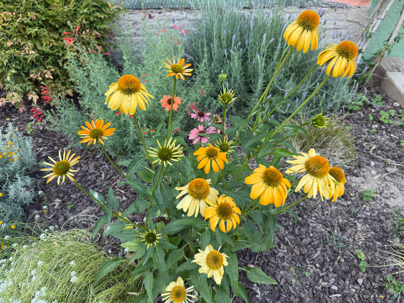 Gelber Sonnenhut - Echinacea 'Lakota Yellow'