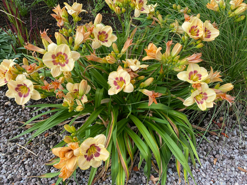 Taglilie - Hemerocallis 'Bonanza'