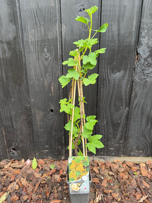 70cm, C2