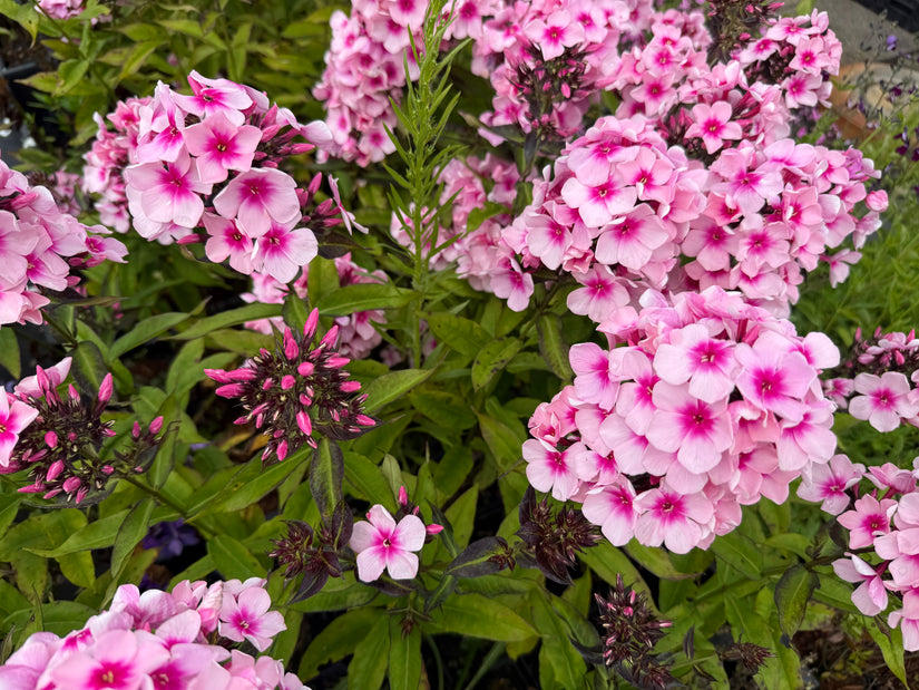 Phlox - Phlox 'Bright Eyes'