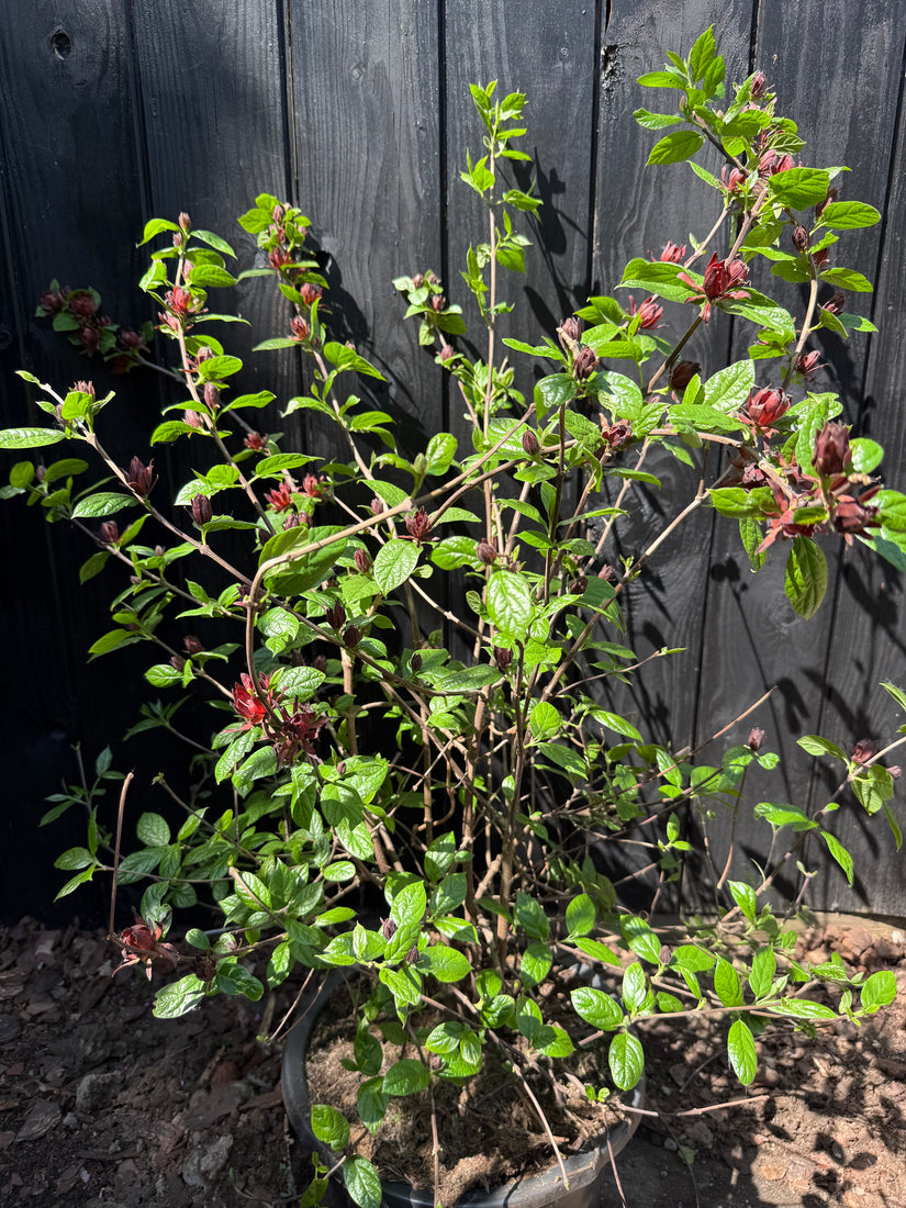 Gewürzstrauch - Calycanthus floridus