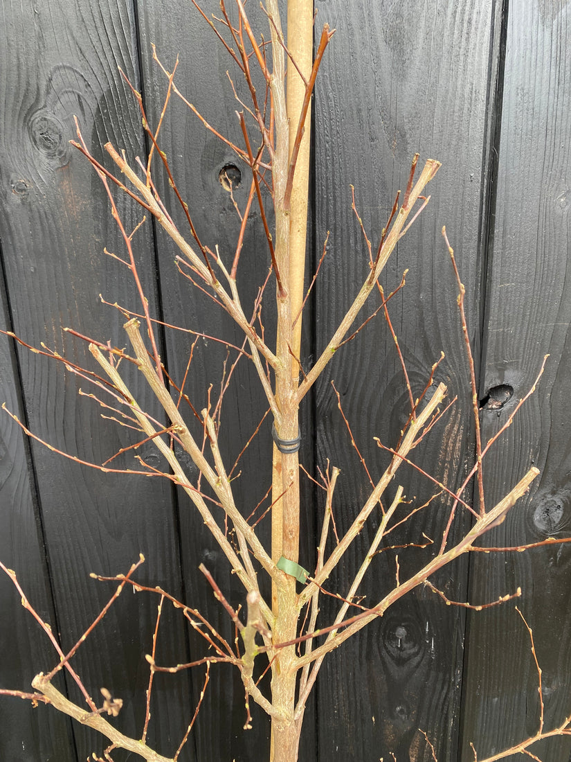 Japanischer Storaxbaum - Styrax japonicus 'Snowcone'