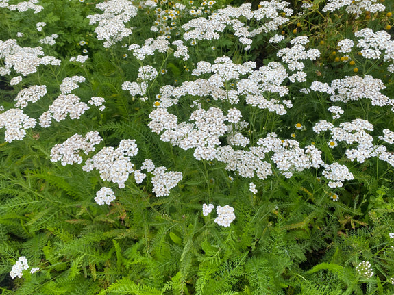 Bio-Schafgarbe - Achillea millefolium