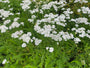 Gewöhnliche Schafgarbe - Achillea millefolium