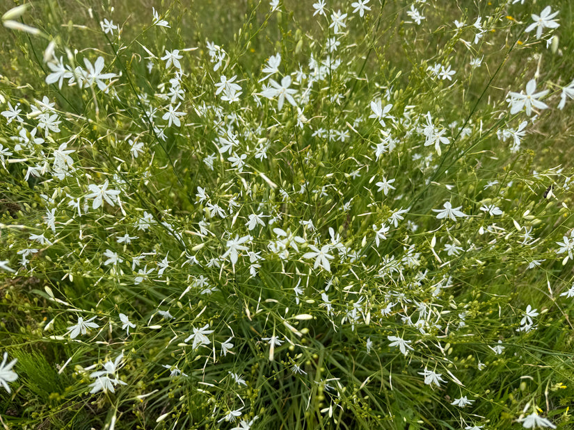 Große Graslilie - Anthericum liliago