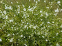 Große Graslilie - Anthericum liliago