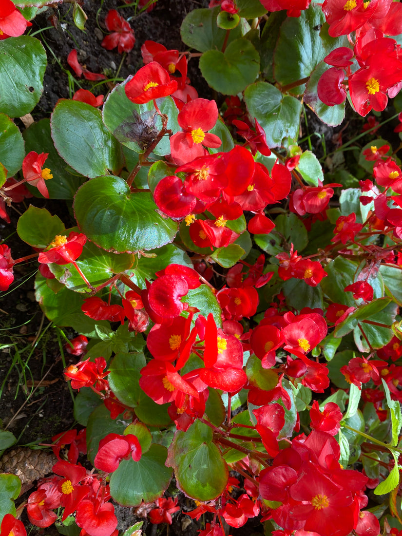 Schrägblatt - Begonia semperflorens 'Red'