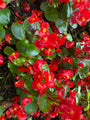 Schrägblatt - Begonia semperflorens 'Red'