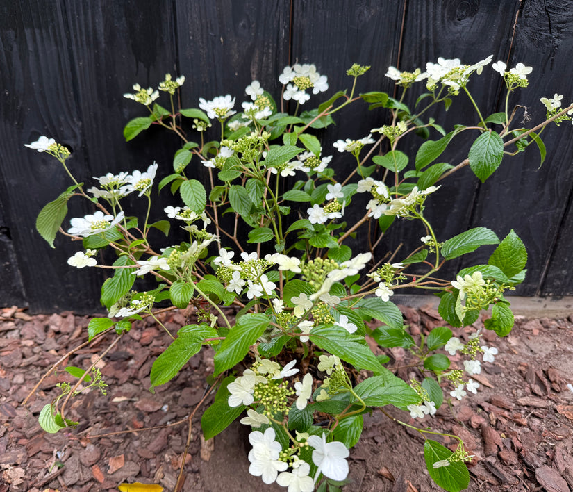 Japanischer Schneeball - Viburnum plicatum 'Watanabe'