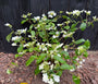 Japanischer Schneeball - Viburnum plicatum 'Watanabe'