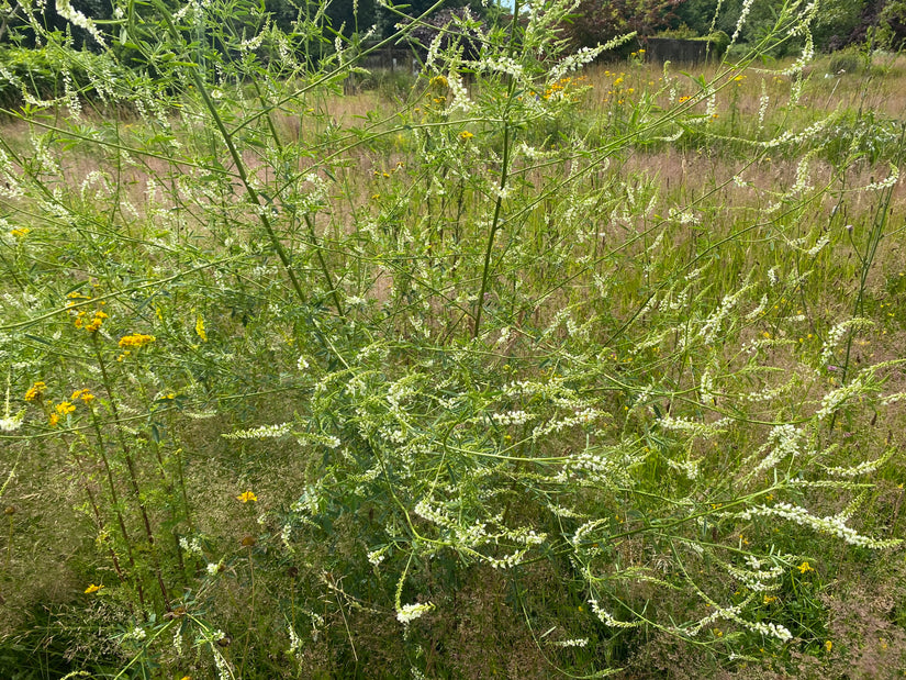 Blumenmischung für Schmetterlinge und andere Nützlinge – 125 Gramm Blumensamen