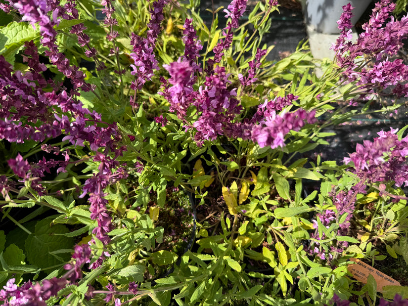 Salbei (Rose) - Salvia x sylvestris 'Rose Queen'