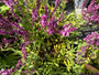 Salbei (Rose) - Salvia x sylvestris 'Rose Queen'