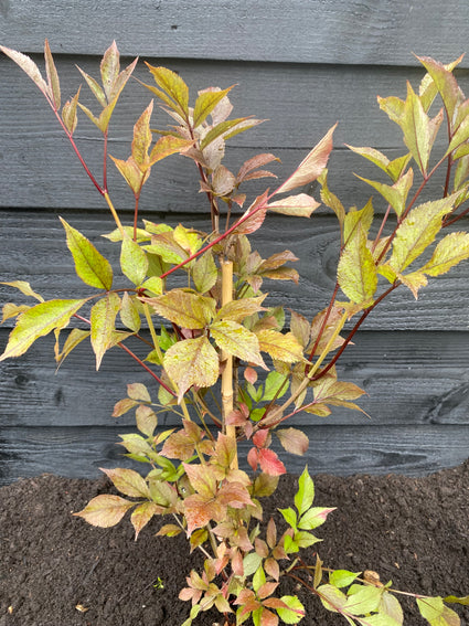 Bio-Schwarzer Holunder - Sambucus nigra 'Black Beauty'.