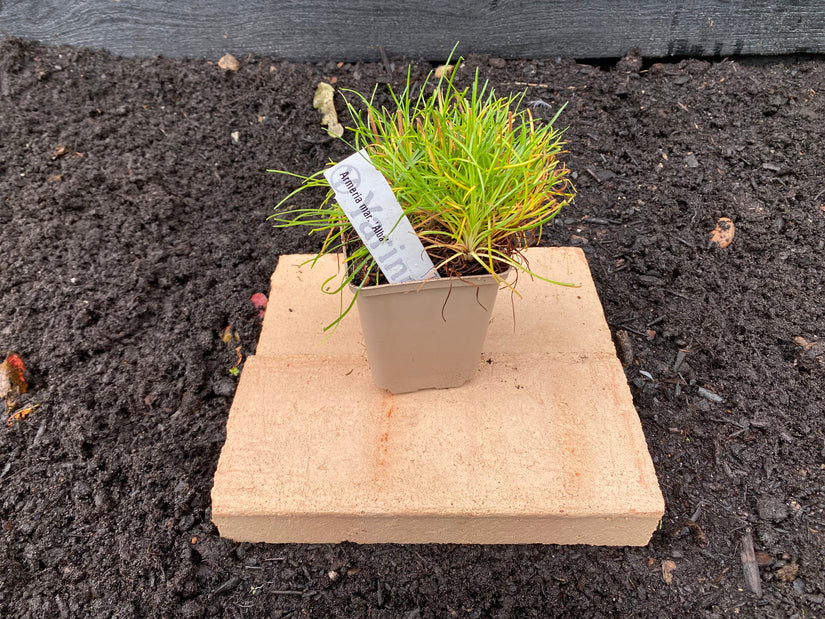 Englisches Gras - Armeria maritima 'Alba'