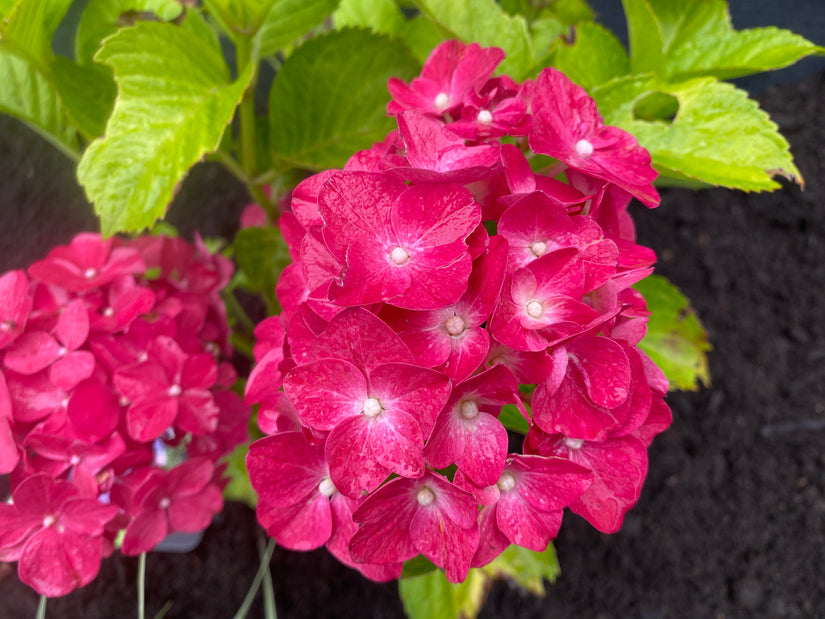 Hortensie - Hydrangea Macrophylla 'Renate Steiniger'