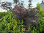Schwarzer Holunder - Sambucus nigra 'Black Lace'