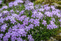 Kriechphlox (lila / blau) - Phlox 'G.F. Wilson'