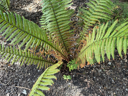 Nepalfarn - Dryopteris wallichiana