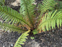Nepalfarn - Dryopteris wallichiana