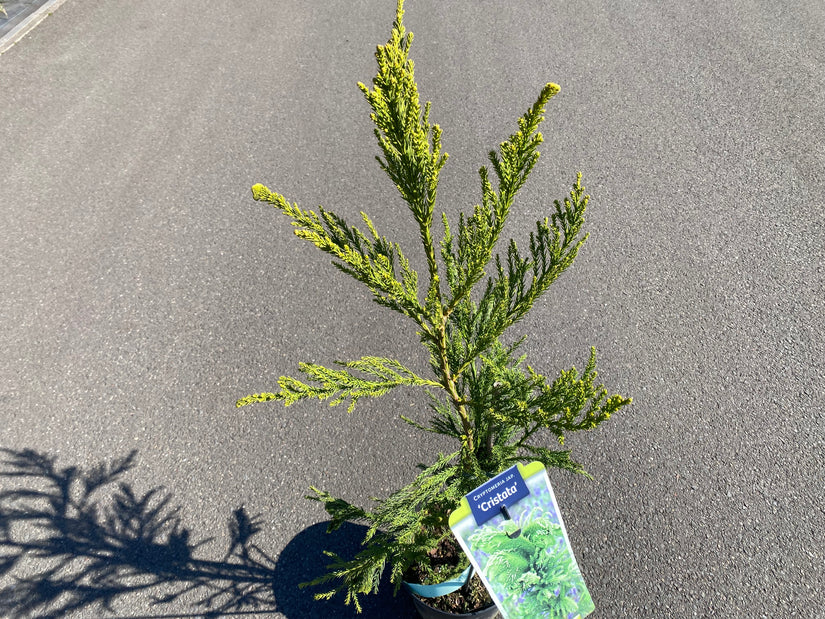 Japanische Zypresse - Cryptomeria japonica 'Cristata'