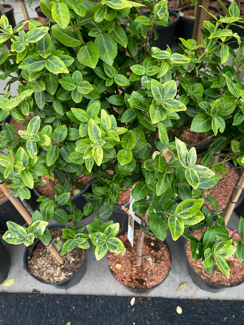 Japanischer Kardinalshut - Euonymus Fortunei 'Emerald 'n Gold'