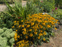 Bio-Gelber Sonnenhut - Rudbeckia Fulgida 'Goldsturm'