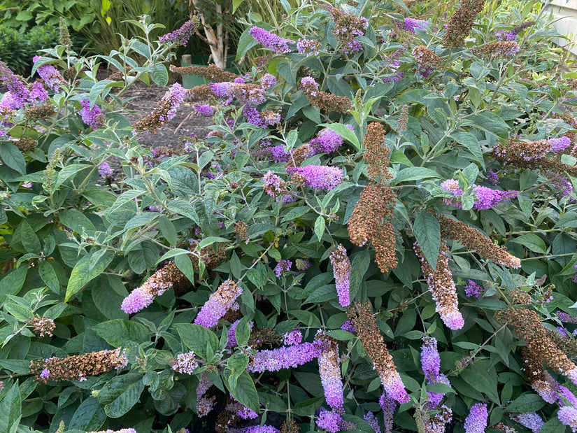 Schmetterlingsstrauch - Buddleja davidii 'Ile de France'