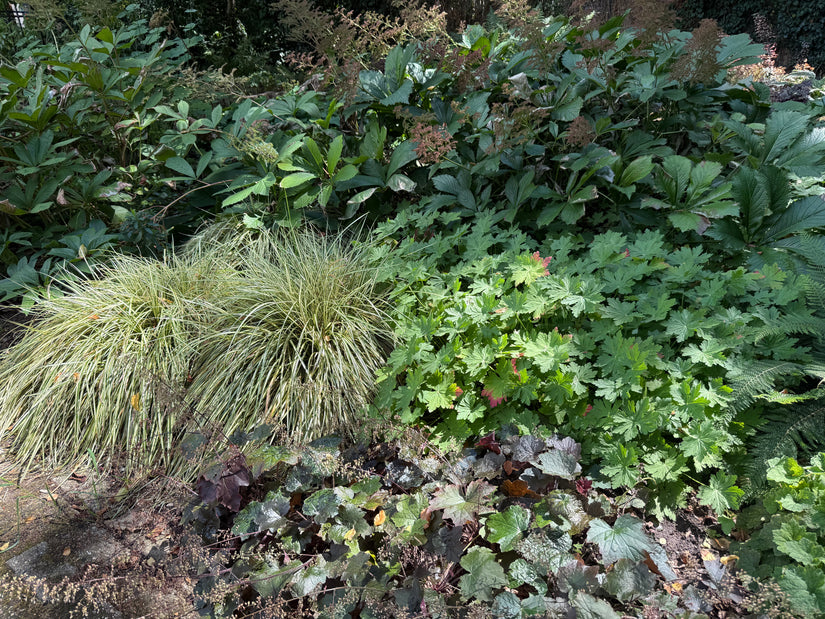 Combinatie met Rodgersia, Heuchera en Geraniums