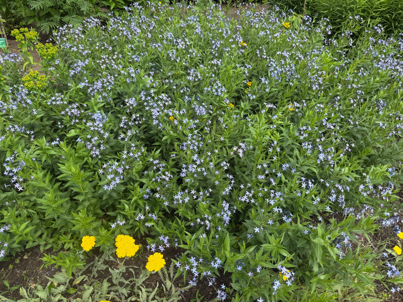 Blauer Stern - Amsonia tabernaemontana