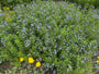 Blauer Stern - Amsonia tabernaemontana