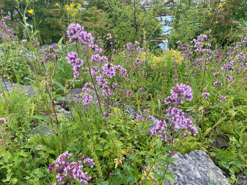 Wilder Majoran (Oregano) - Origanum vulgare