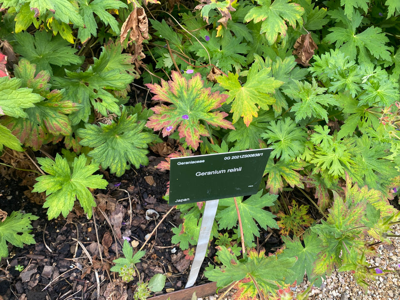 Geflecktes Lungenkraut - Pulmonaria officinalis