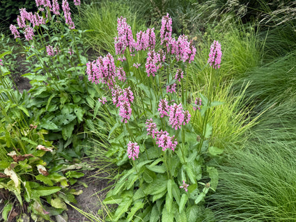 Bio Wollziest - Stachys byzantina